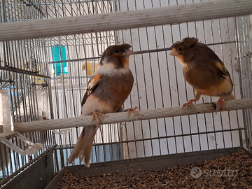 Canarini allecchino portoghese