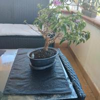 BONSAI BOUGANVILLAE TRAVASATO