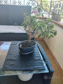 BONSAI BOUGANVILLAE TRAVASATO