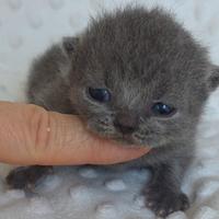 British shorthair maschio
