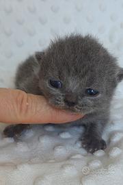 British shorthair maschio