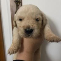 Golden retriever