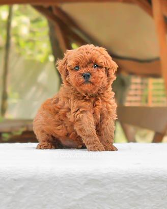 Cucciolo di Barboncino Rosso