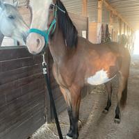 Puledro paint x quarab