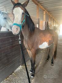 Puledro paint x quarab