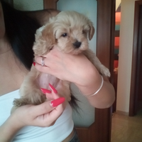 Maltipoo