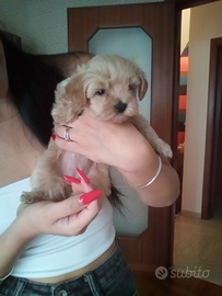 Maltipoo