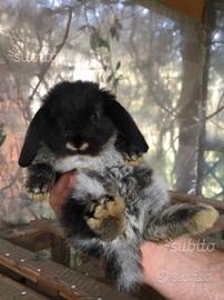 Conigli nani ariete giarra nero