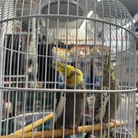 Pappagalli Calopsite giovani