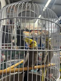 Pappagalli Calopsite giovani