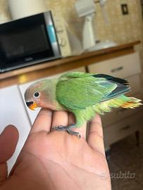 Inseparabili allevato a mano