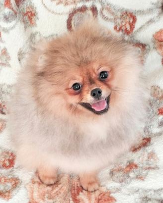 Cuccioli di Spitz di Pomerania nano (Volpino)