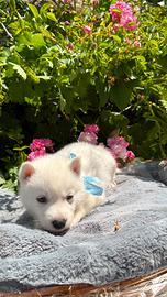 Siberian Husky con pedigree Enci