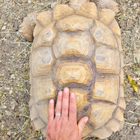 Tartaruga Centrochelys sulcata 48cm con CITES