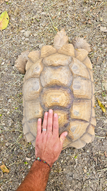 Tartaruga Centrochelys sulcata 48cm con CITES
