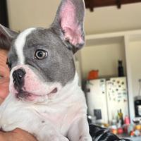 Femminuccia bulldog francese