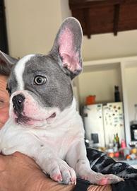 Femminuccia bulldog francese