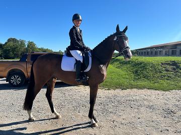 Cavallo da dressage