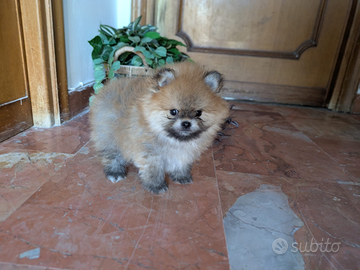 Spitz nano. Pomerania