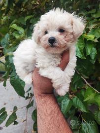 Maltipoo Cuccioli Maschi