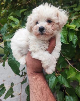 Maltipoo Cuccioli Maschi