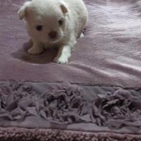 Chihuahua maschio e femmina mini pelo lungo