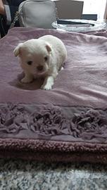 Chihuahua maschio e femmina mini pelo lungo