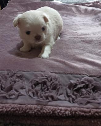 Chihuahua maschio e femmina mini pelo lungo