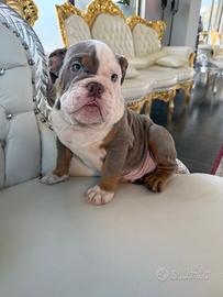 Bulldog inglese