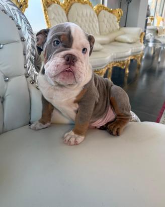 Bulldog inglese