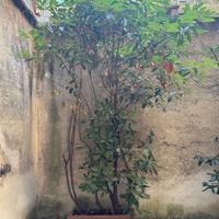 Piante
