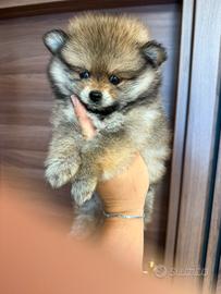 Spitz Pomerania