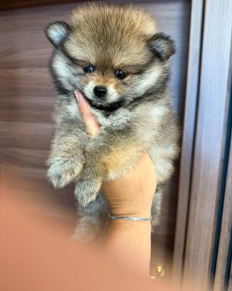 Spitz Pomerania