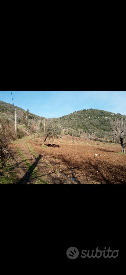 Terreno di 19000 mq con uliveto e vigneti - Vista 2