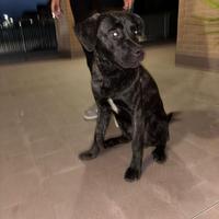 Cane corso di 6 mesi ?