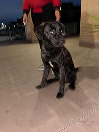 Cane corso di 6 mesi ?