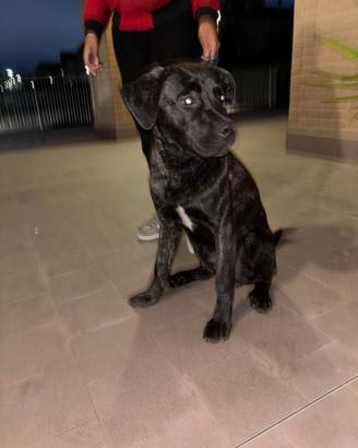 Cane corso di 6 mesi ?