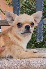 Chihuahua maschietto