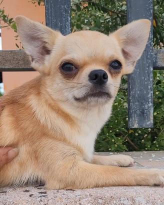 Chihuahua maschietto