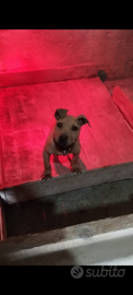 Cucciolo Pitbull ADBA