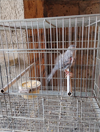 Coppia canarini agata rossi