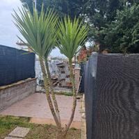 yucca 2.5 metri