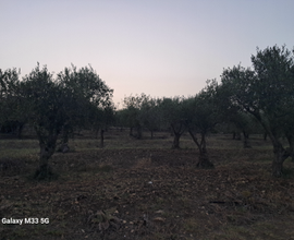 Uliveto Sabuci