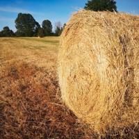 Fieno primo taglio