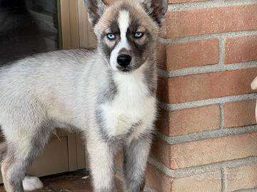 Husky