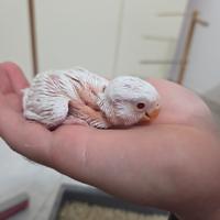 Pulli di inseparabile