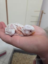 Pulli di inseparabile