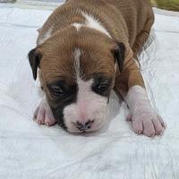 American Staffordshire terrier
