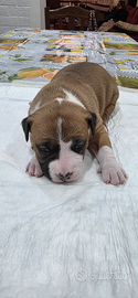 American Staffordshire terrier
