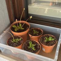 Piante carnivore: Nepenthes e Pinguicule